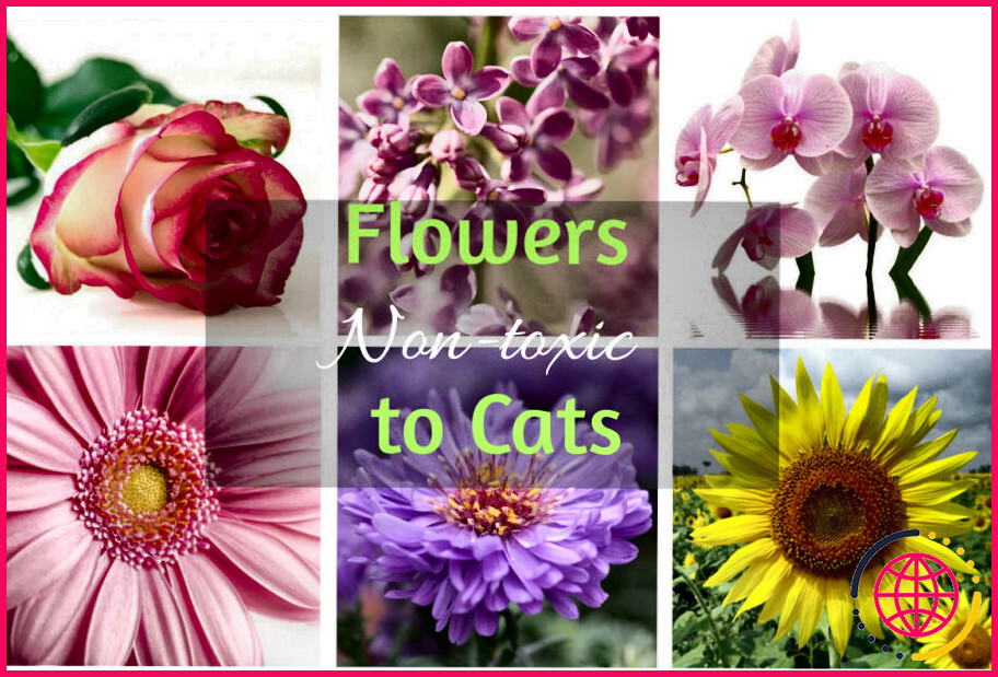 Quelles fleurs sont non toxiques pour les chats ?
