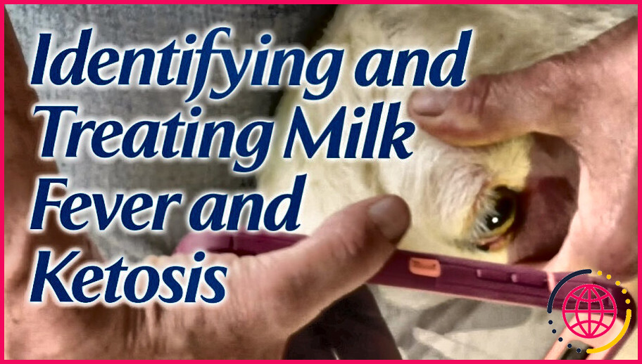 Quelles sont les causes de la fièvre du lait chez les chèvres ?
