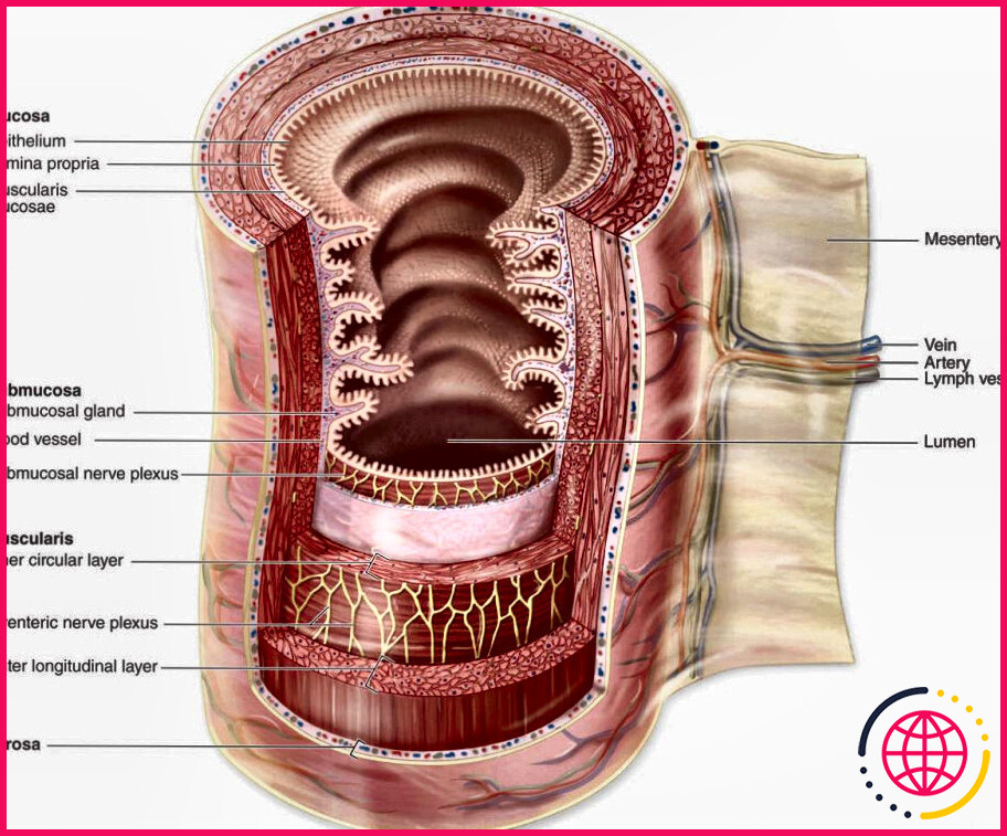 Quelles sont les couches du tube digestif ?
