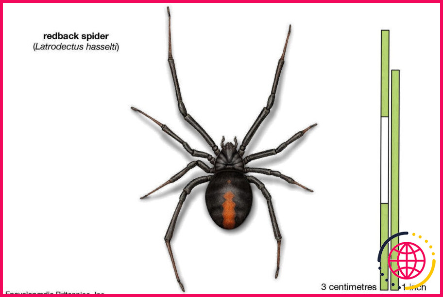 Quelles sont les dix araignées les plus mortelles ?
