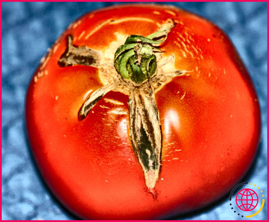 Quelles sont les maladies que peuvent contracter les tomates ?
