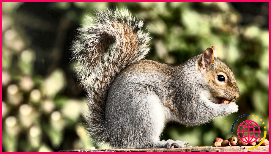 Quelles sont les noix préférées des écureuils ?
