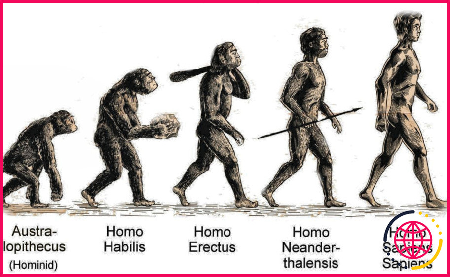 Quelles sont les trois grandes phases de l'évolution humaine ?
