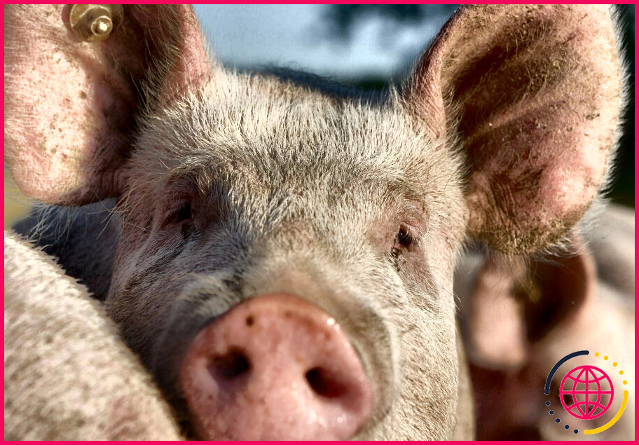 Quels aliments sont fabriqués à partir de porcs ?
