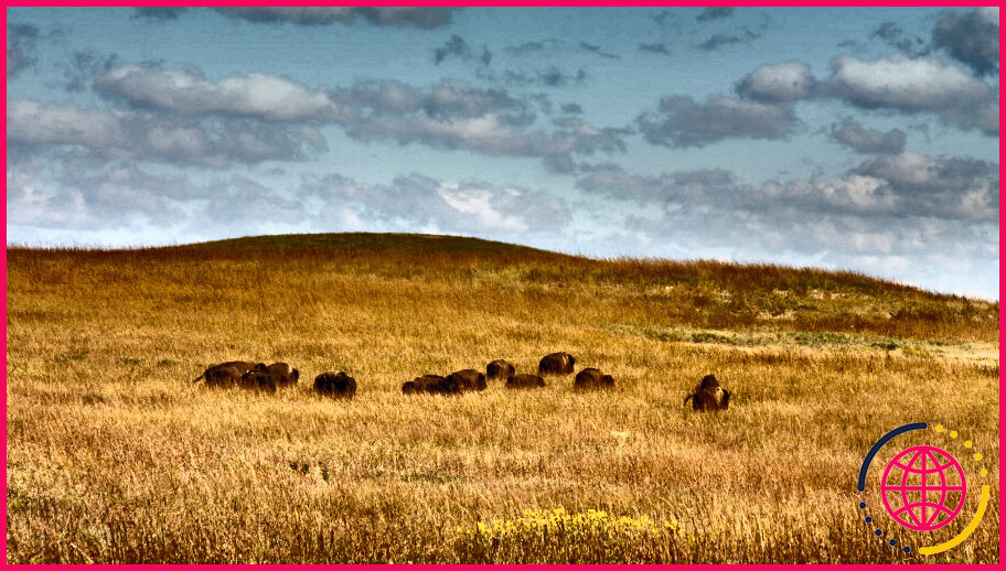 Quels animaux vivent dans le biome de la steppe ?
