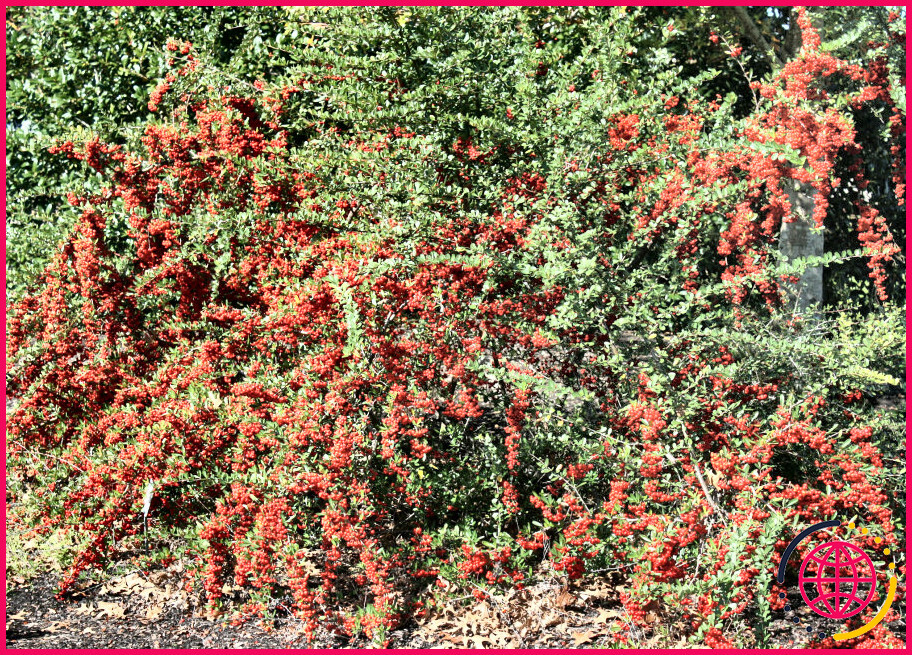 Quels arbustes ont des baies rouges en hiver ?
