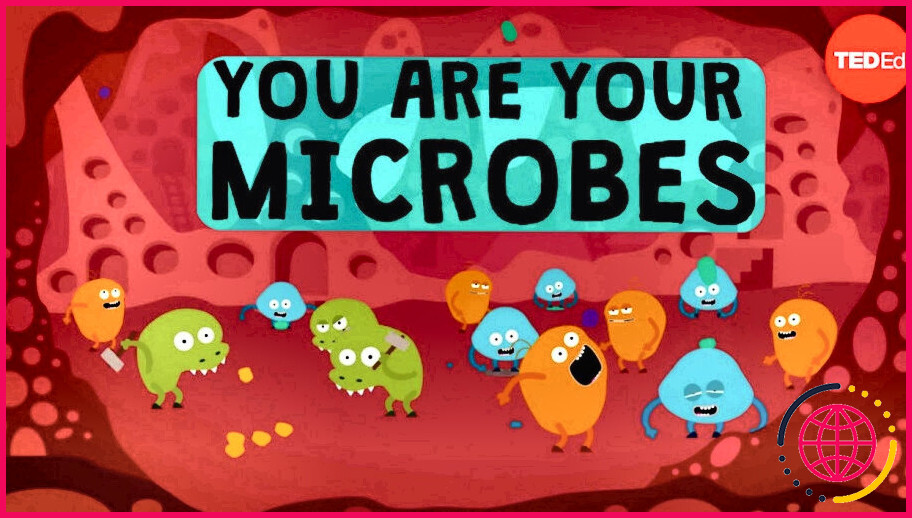 Quels sont les 5 différents types de micro-organismes ?
