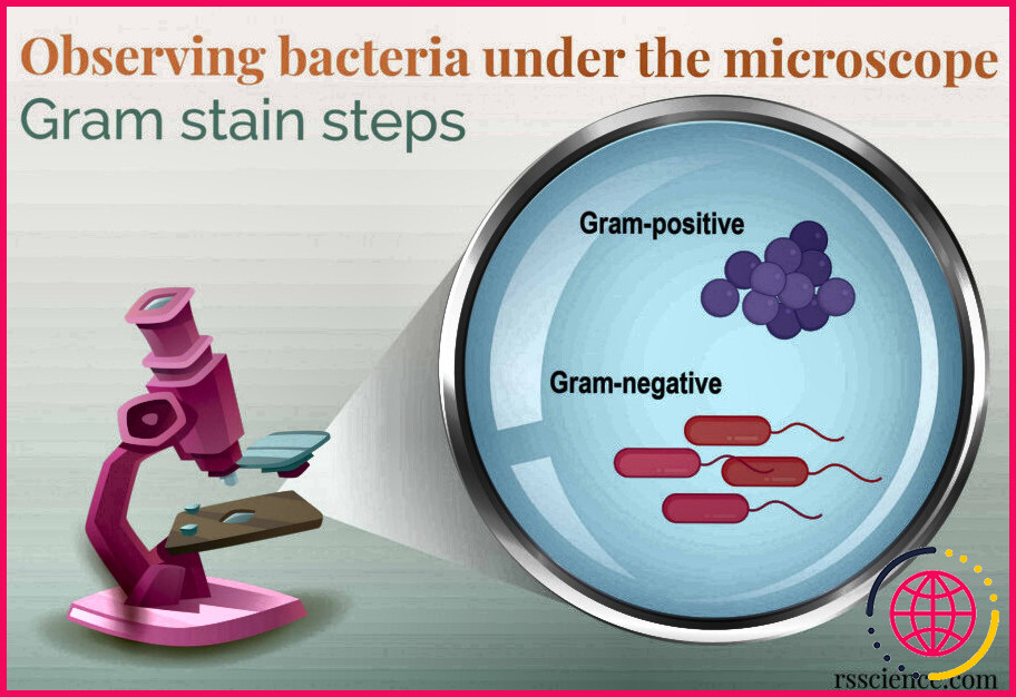 Quels sont les composants de la paroi cellulaire des bactéries à gram négatif ?
