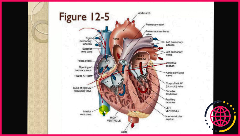 Quels sont les composants du système cardiovasculaire ?