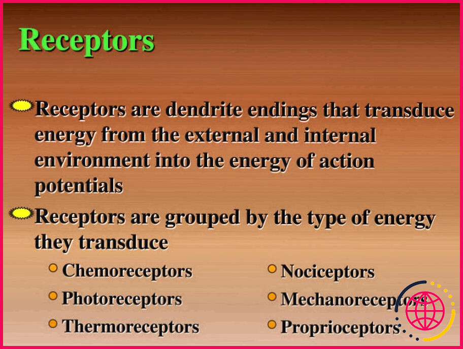 Quels sont les deux types de thermorécepteurs ?