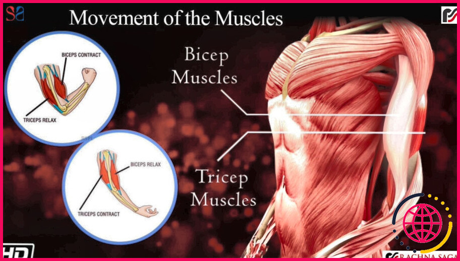 Quels sont les mouvements des muscles ?
