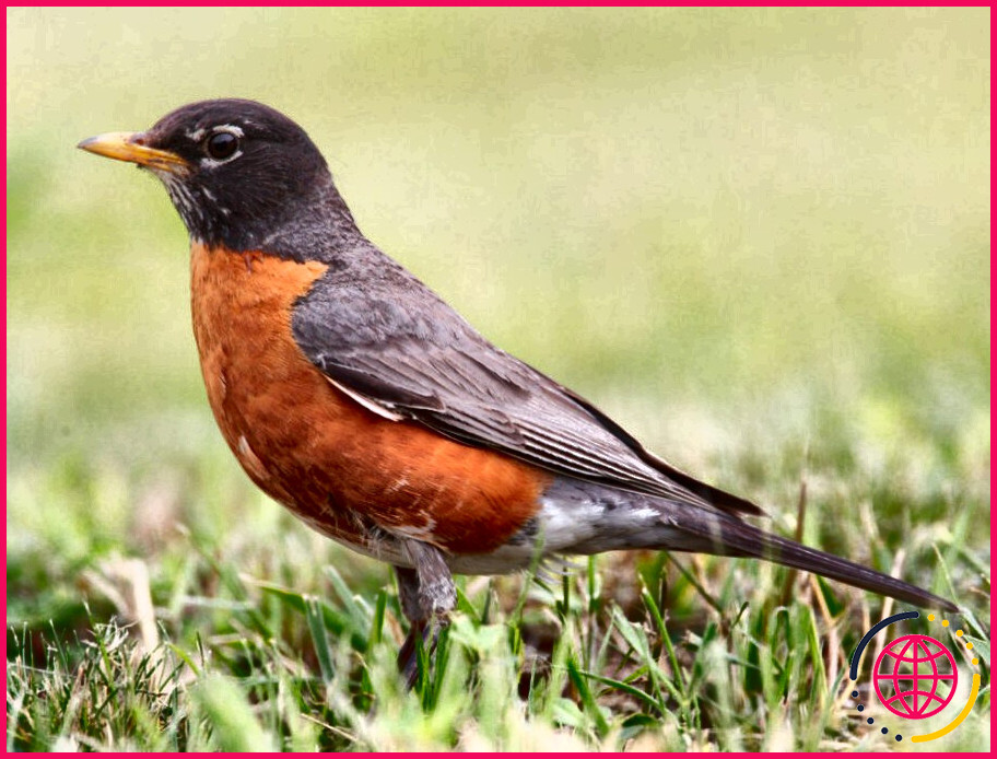 Quels sont les oiseaux de couleur orange ?
