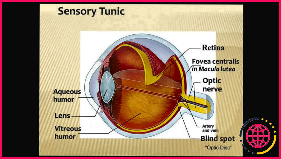 Quels sont les organes sensoriels de la vision ?
