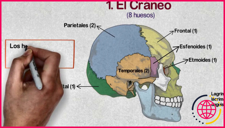 Quels sont les os de la tête ?
