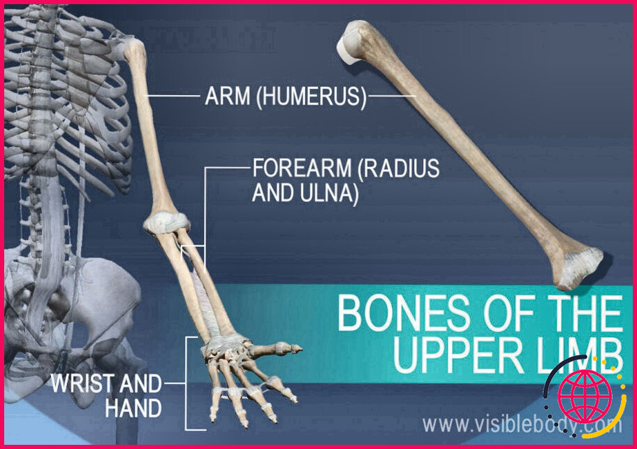 Quels sont les principaux os du bras ?
