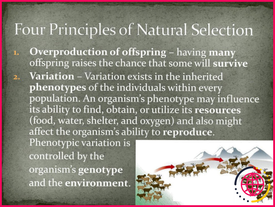 Quels sont les principes de la sélection naturelle ?
