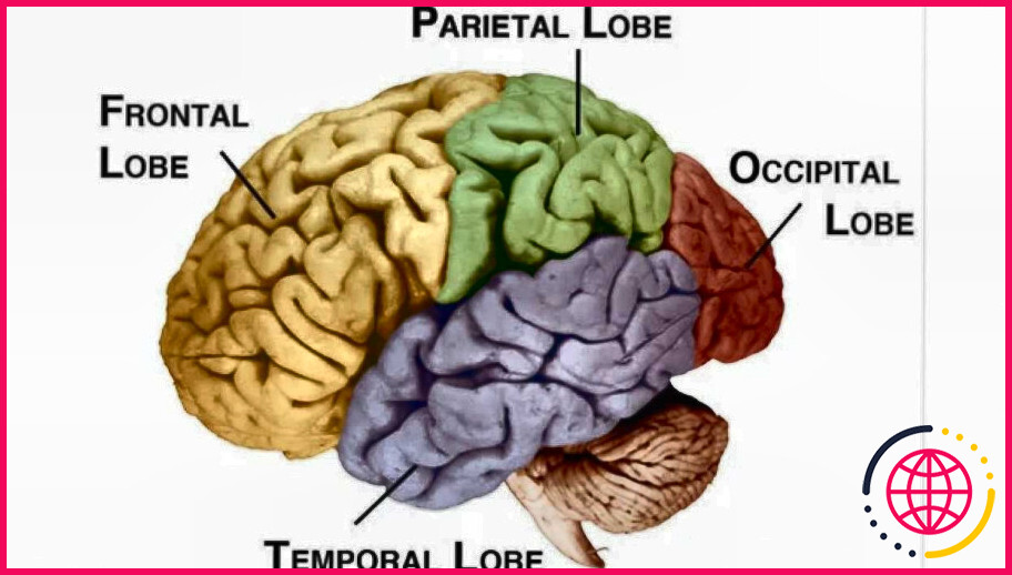 Quels sont les quatre lobes du cerveau et où sont-ils situés ?
