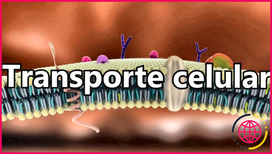 Quels sont les types de transport à travers la membrane cellulaire ?
