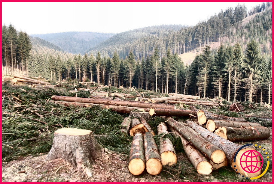 Qu'est-ce que la déforestation de l'environnement ?

