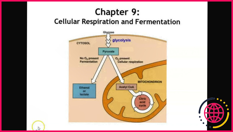 Qu'est-ce que la fermentation cellulaire ?
