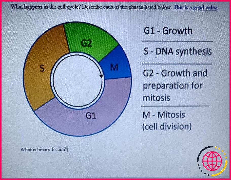 Qu'est-ce que la phase g1 du cycle cellulaire ?
la phase 