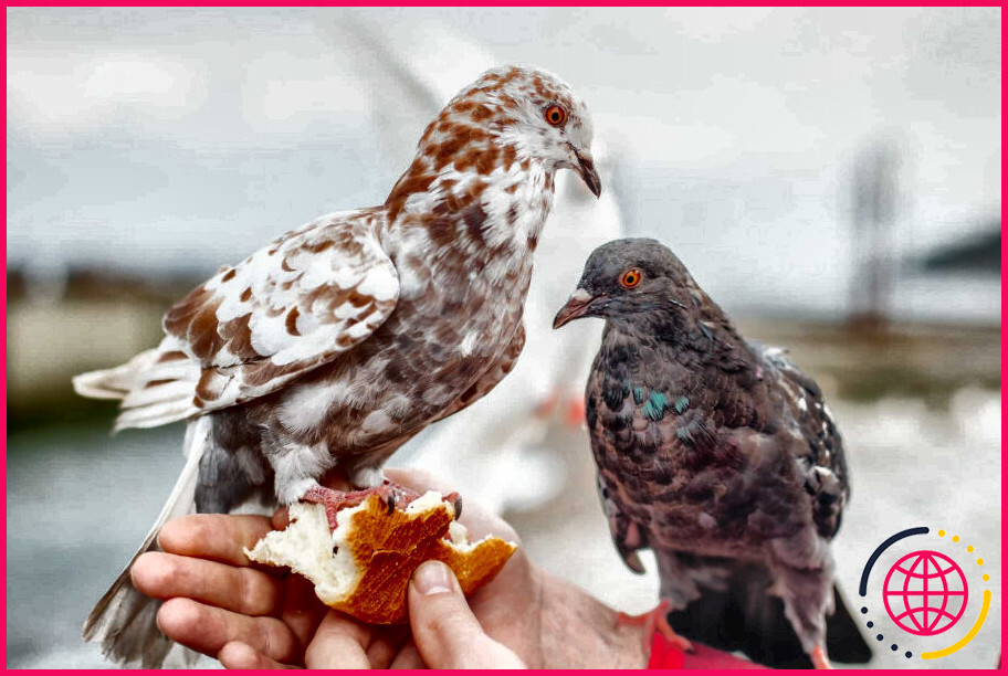 Qu'est-ce que les pigeons ne peuvent pas manger ?
