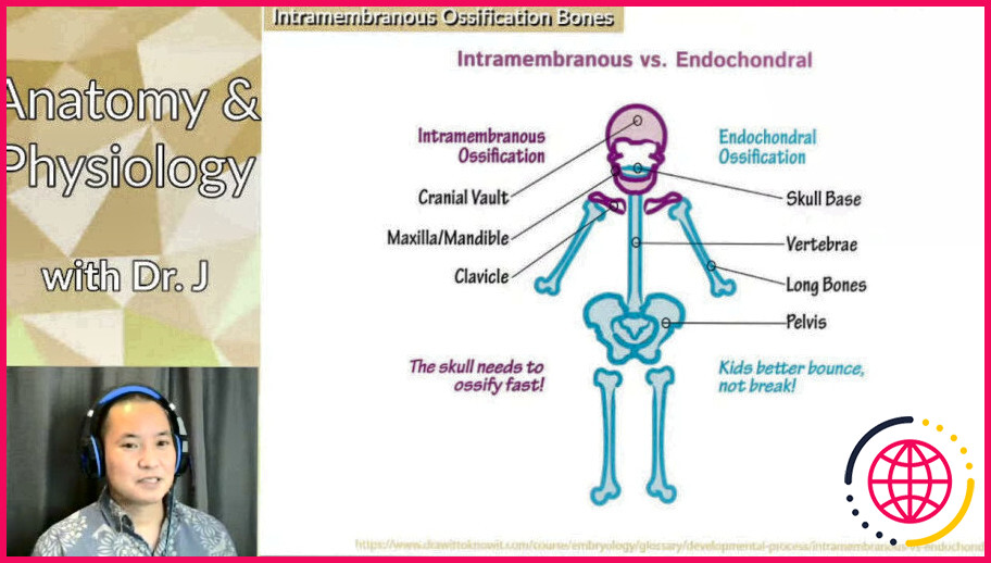Qu'est-ce que l'ossification intra-membraneuse et endochondrale ?

