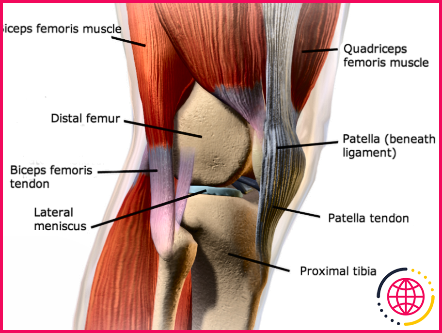 Qu'est-ce qui est distal par rapport au genou ?
