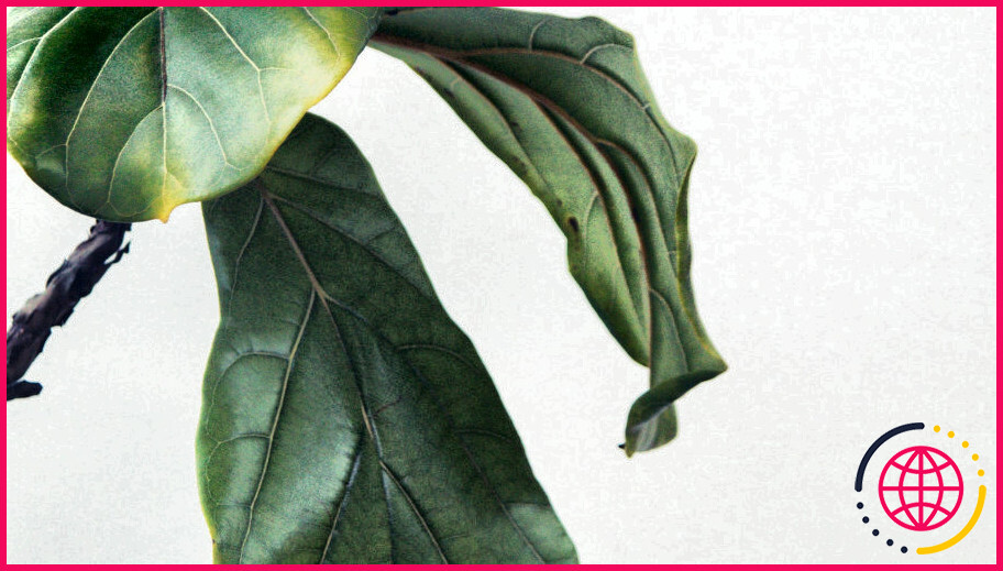 Qu'est-ce qui provoque le flétrissement des feuilles des plantes ?
