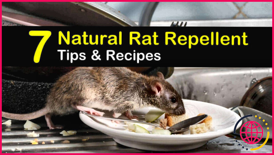 Qu'est-ce qu'un bon répulsif naturel pour les rats ?
