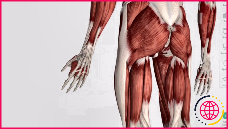 Qu'est-ce qu'un muscle penniforme ?
