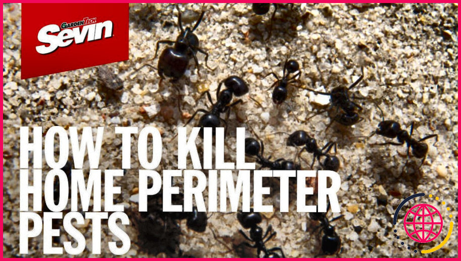Sevin concentré tue-t-il les fourmis ?
