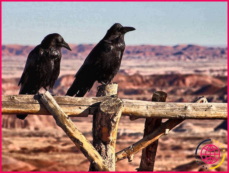 Un corbeau est-il un bon ou un mauvais présage ?

