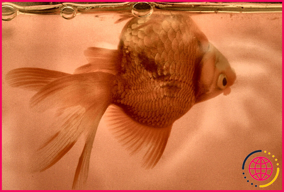 Un poisson peut-il vivre avec une maladie de la vessie natatoire ?
