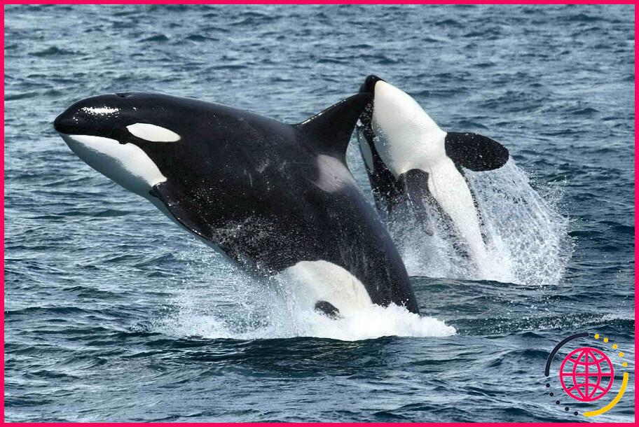Une baleine orque est-elle carnivore herbivore ou omnivore ?

