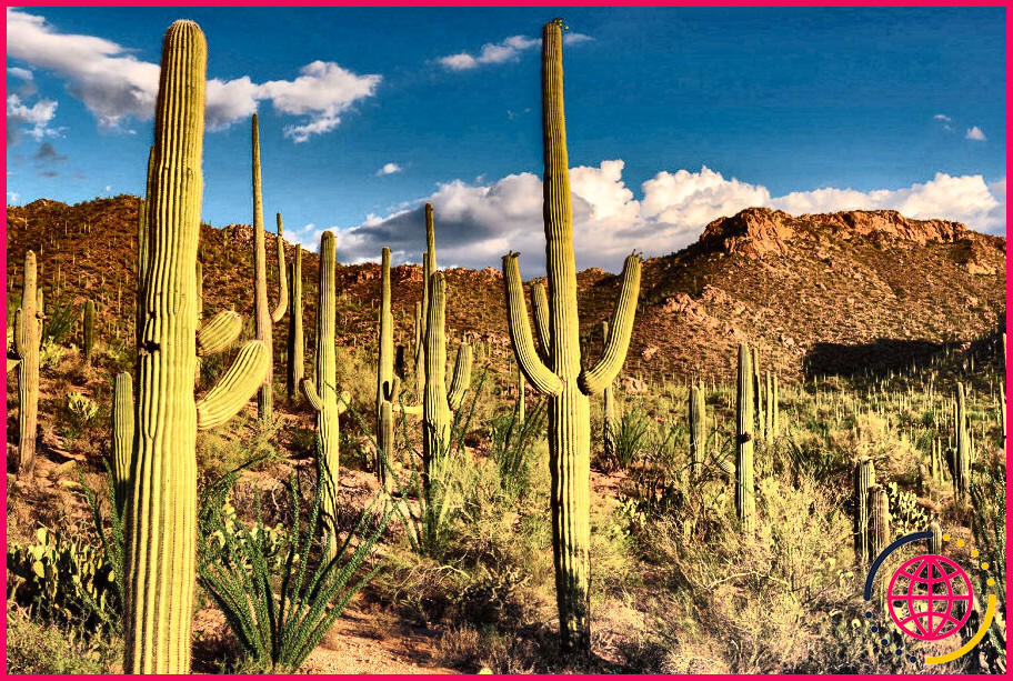 Y a-t-il des cactus dans le désert du sahara ?