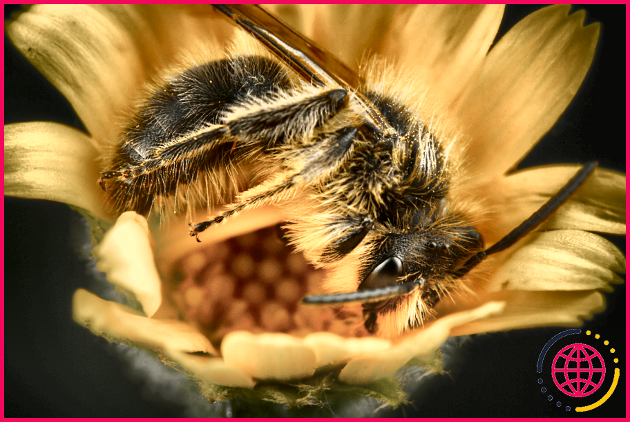 A quel moment de la journée les abeilles dorment-elles ?
