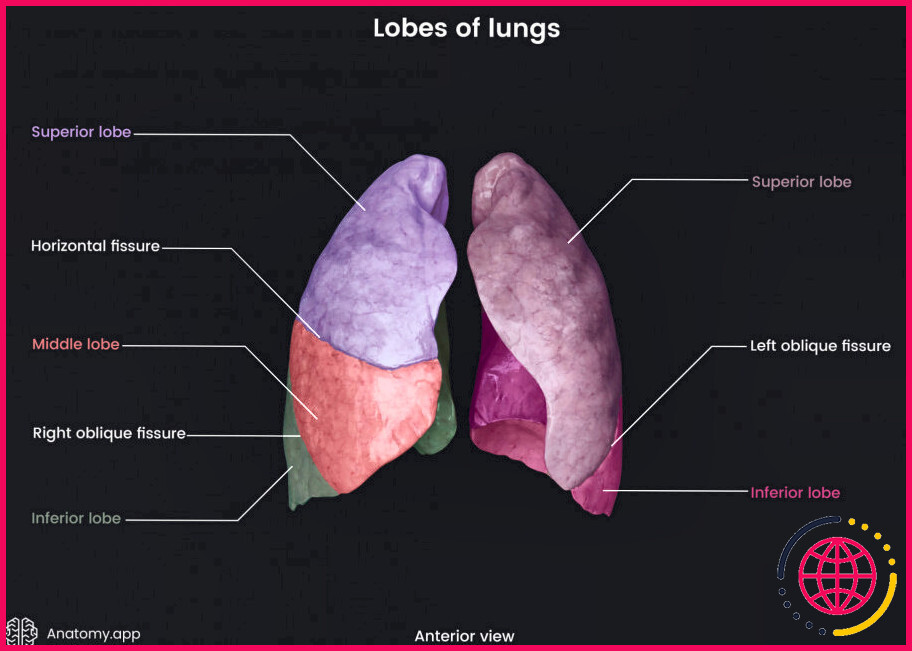 Combien de lobes le poumon gauche possède-t-il ?
