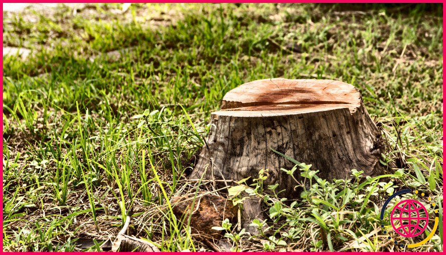 Combien de temps faut-il à roundup tree stump killer pour agir ?
