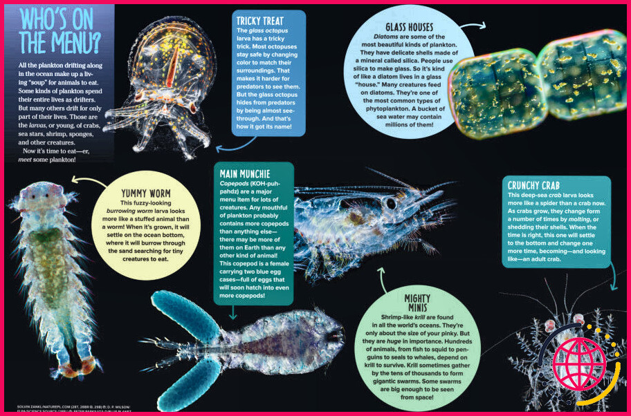 Combien de types de plancton existe-t-il ?
