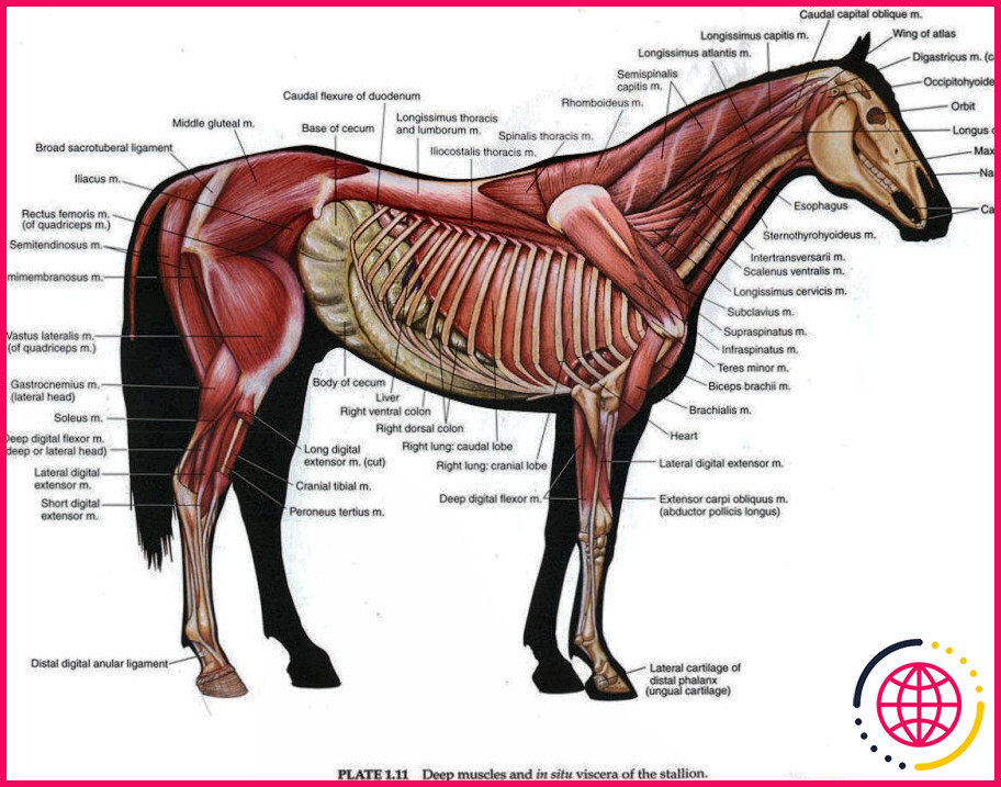 Combien y a-t-il de muscles dans le corps d'un cheval ?

