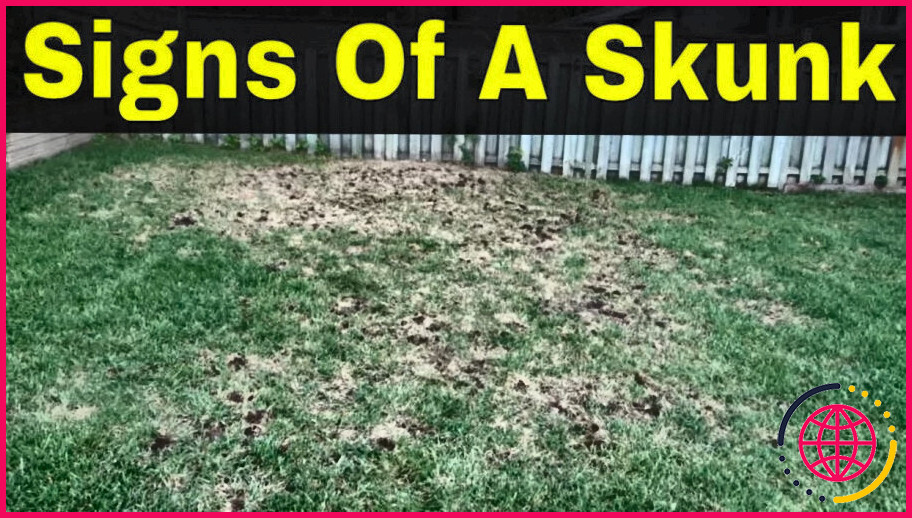 Comment empêcher les mouffettes de déterrer votre pelouse ?
