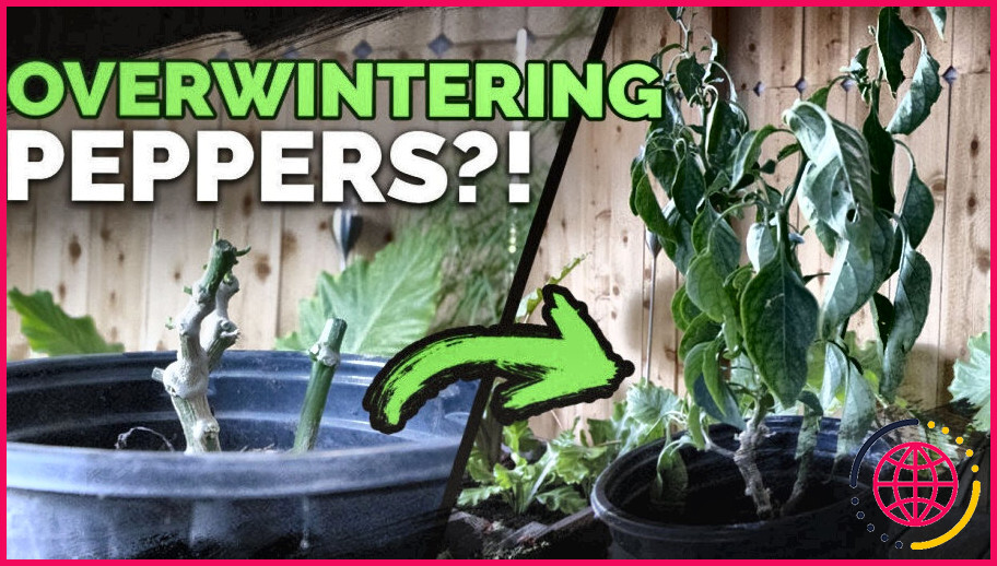 Comment empêcher les plants de poivrons de geler ?
