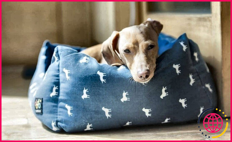 Comment fabriquer un lit chauffant pour chien ?
