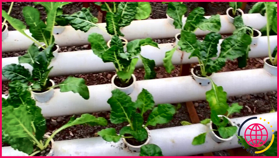 Comment faire pousser des plantes dans un tuyau en pvc ?
