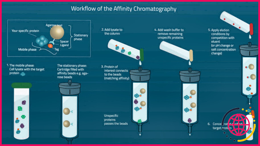 Comment la chromatographie par filtration sur gel sépare-t-elle les protéines ?
