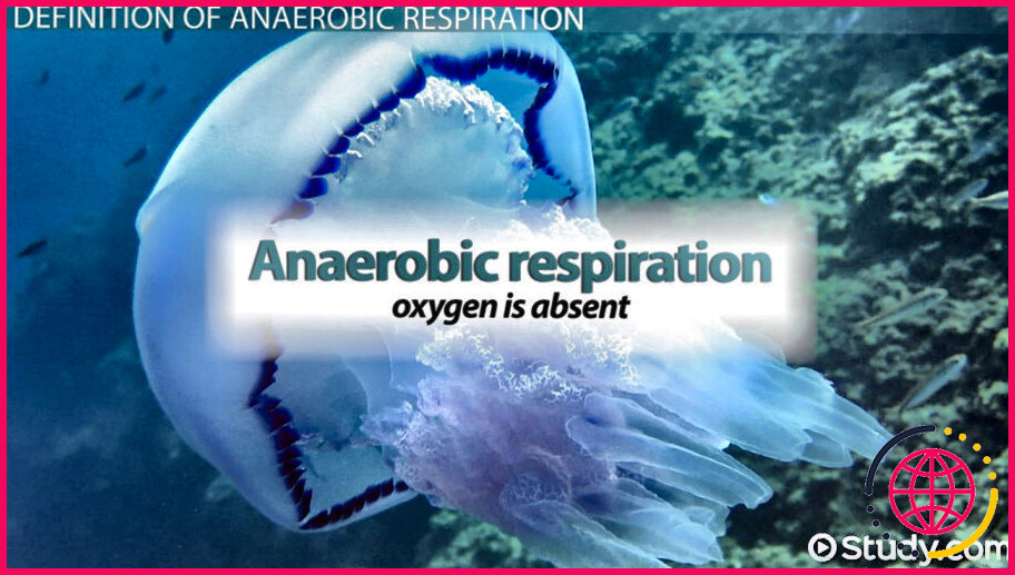 Comment le nad est-il régénéré dans la respiration anaérobie ?
