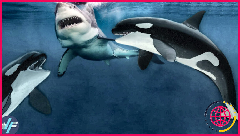 Comment les orques attaquent-ils les grands requins blancs ?
