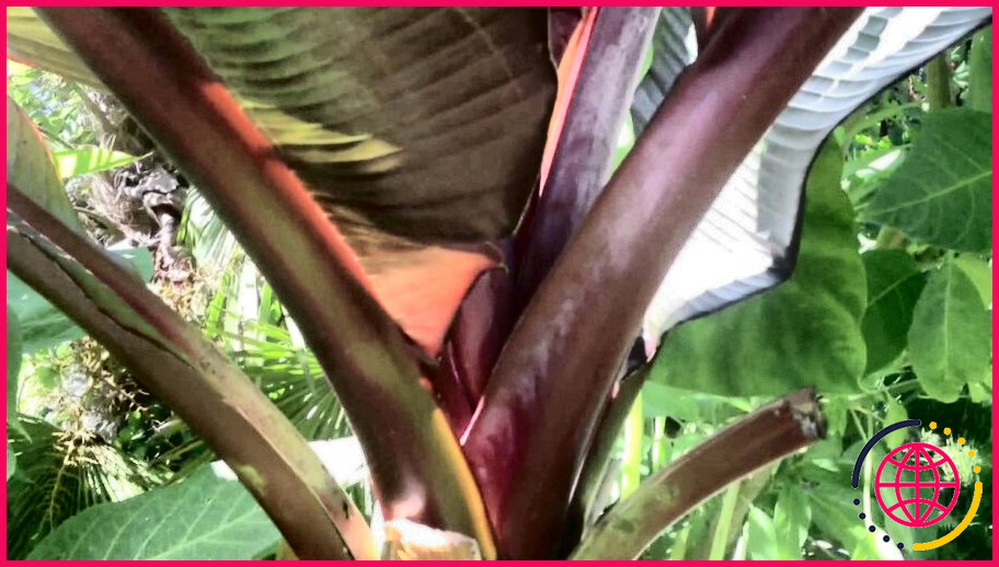 Comment prendre soin d'un plant de bananier rouge ?
