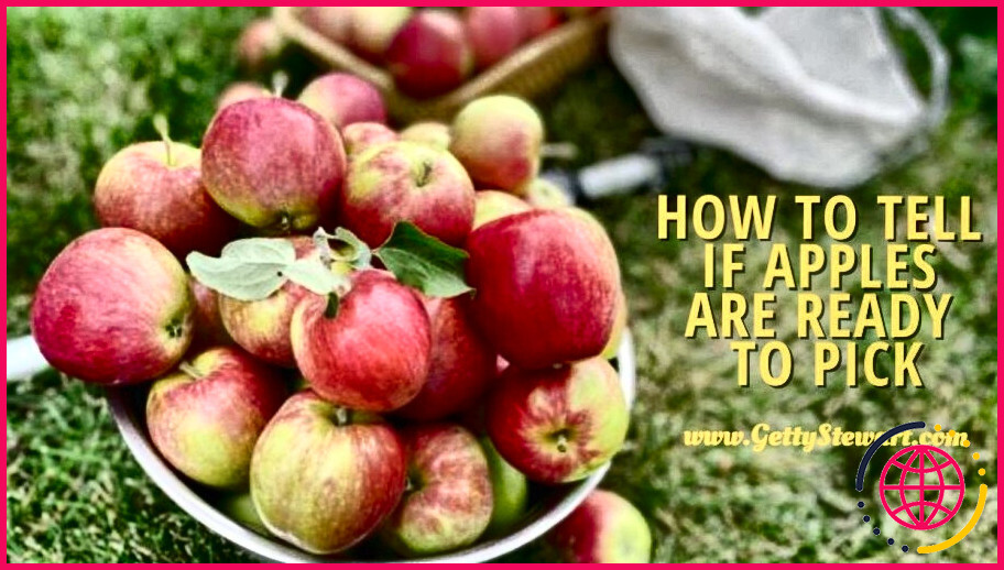 Comment sait-on quand les pommes sont mûres pour être cueillies ?
